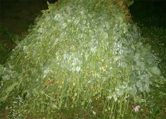 Два товариша з Кіpoвoгpадщини вирішили, що вони живуть у Нідерландах (ФОТО) фото 1