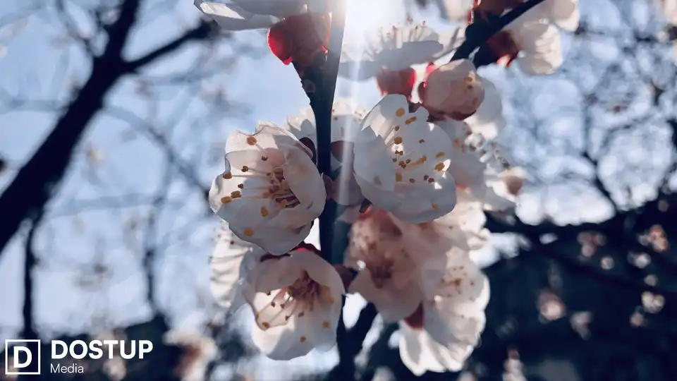 погода на Великдень Кропивницький