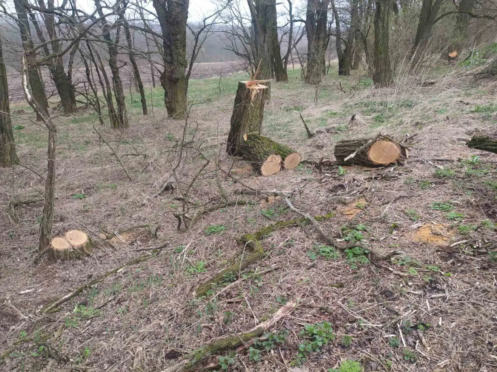 дерева