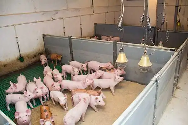 На Кіровоградщині заборонили розводити свиней