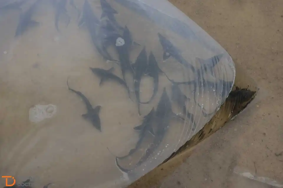 На Кіровоградщині річку Синюху зарибили осетровими (ФОТО)