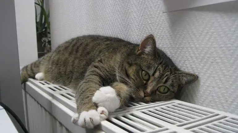 У центрі Кропивницького залишилися без тепла школа, музей та 2 будинки