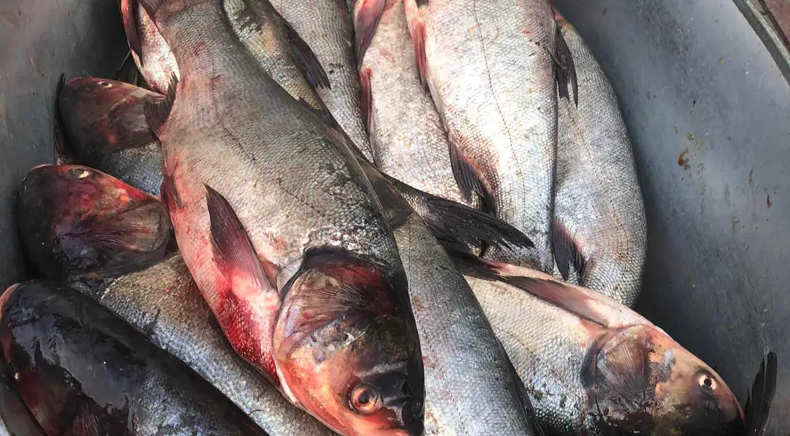 У Кропивницькому перевірили дві точки продажу риби (ФОТО) фото 1