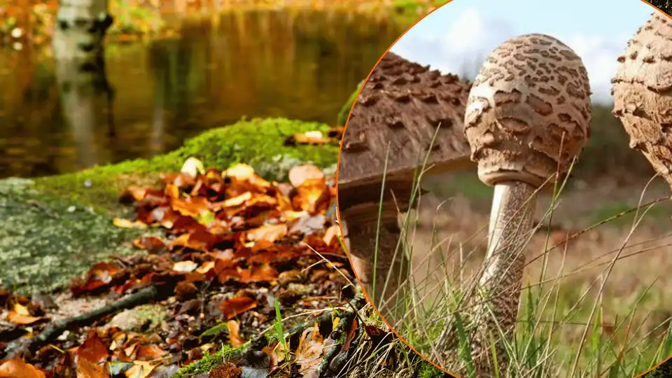 отруєння грибами