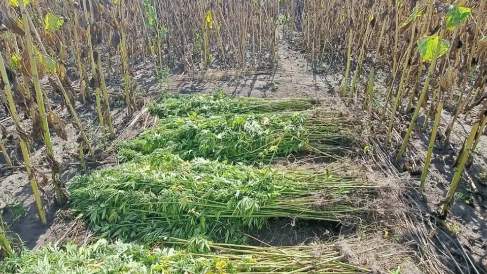 посіви конопешль ховали у соняшниках троє чоловіків зі Знам'янки