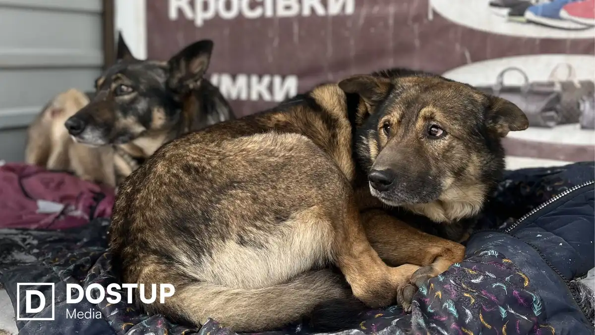 Мільйон гривень виділять на стерилізацію і відлов безпритульниї тварин