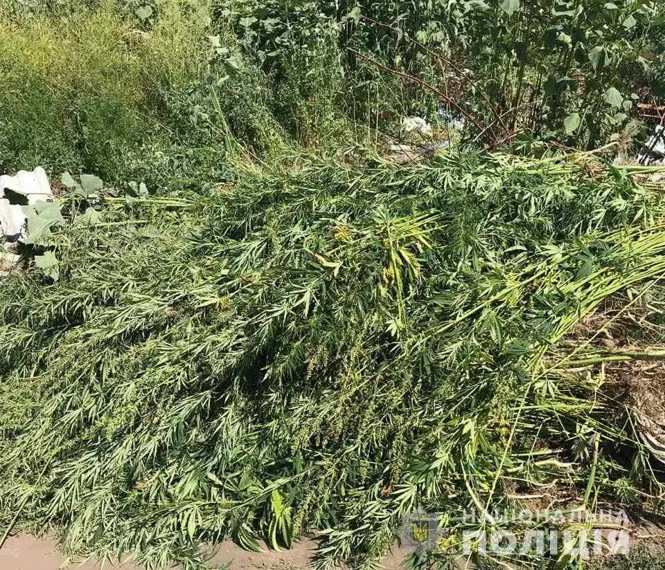 На Кіровоградщині поліцейські вилучили майже 180 тисяч нарковмісних рослин