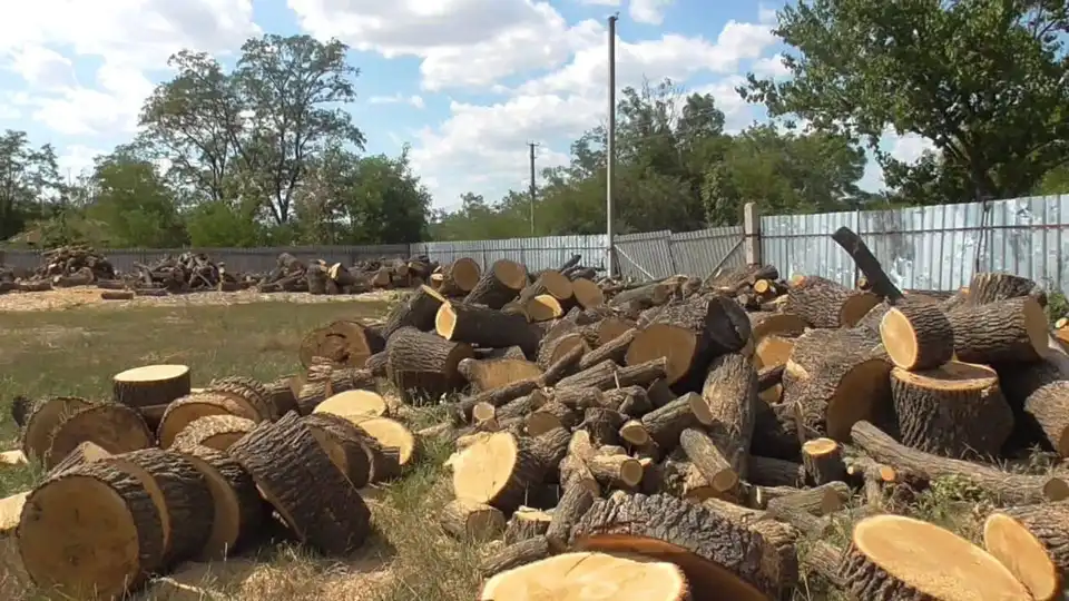 Деревини на мільйон гривень: в незаконній вирубці підозрюють жителя Кіровоградщини