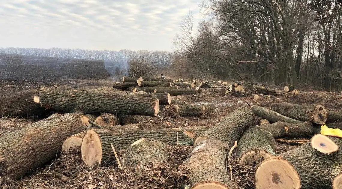 На Кіровоградщині службовців лісництва підозрюють у незаконній вирубці лісу (ФОТО) фото 1