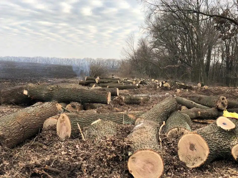 На Кіровоградщині службовців лісництва підозрюють у незаконній вирубці лісу (ФОТО)