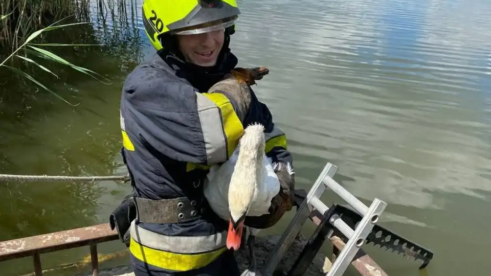 врятували лебедя у ставку в Кіровоградській області