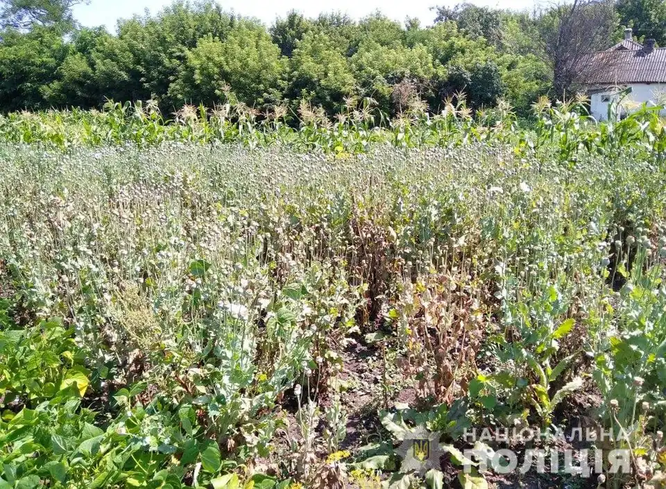 На Кіровоградщині чоловік вирощував на присадибній ділянці тисячу кущів маку (ФОТО) фото 1