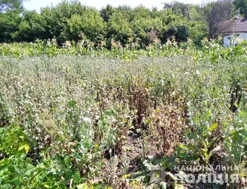 На Кіровоградщині чоловік вирощував на присадибній ділянці тисячу кущів маку (ФОТО) фото 1