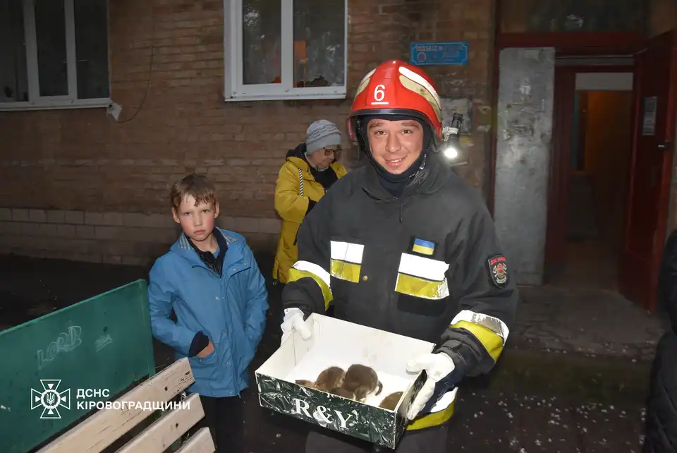 кошенят з пожежі у підвалі врятували у Кропивницькому