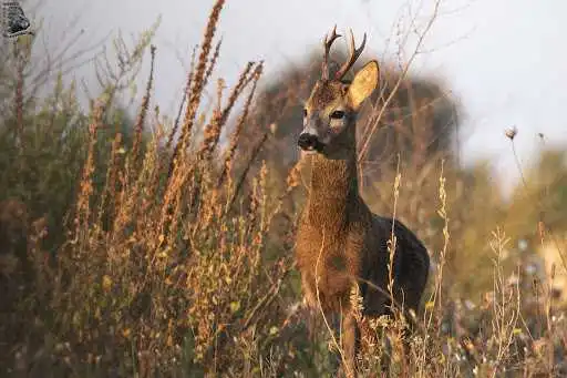 На Кіровоградщині мисливець незаконно вполював козулю
