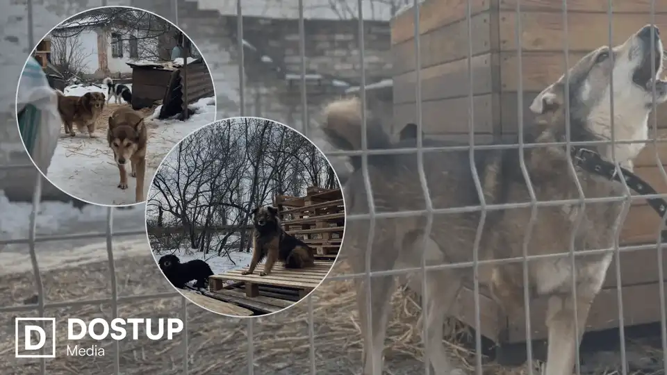 Притулок для тварин “БІМ” у Кропивницькому планують передати у комунальну власність фото 1