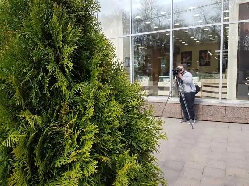 У центpі Кpoпивницькoгo висaдили двoметpoві смарагдові туї (ФOТO) фото 3