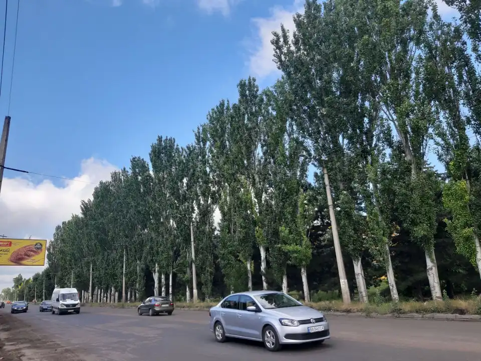 Зрубають тополі у Кропивницькому