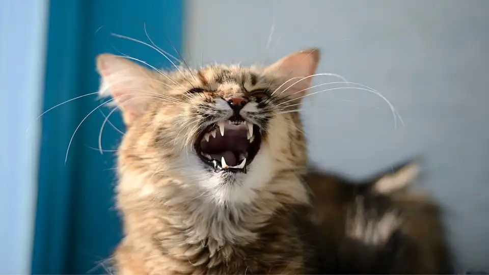 Сказ у домашнього кота підтвердили у Кропивницькому