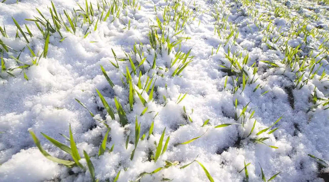 Фахівці розповіли, як сніжний лютий вплине на ґрунти та посіви Кіровоградщини фото 1