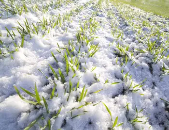 Фахівці розповіли, як сніжний лютий вплине на ґрунти та посіви Кіровоградщини фото 1