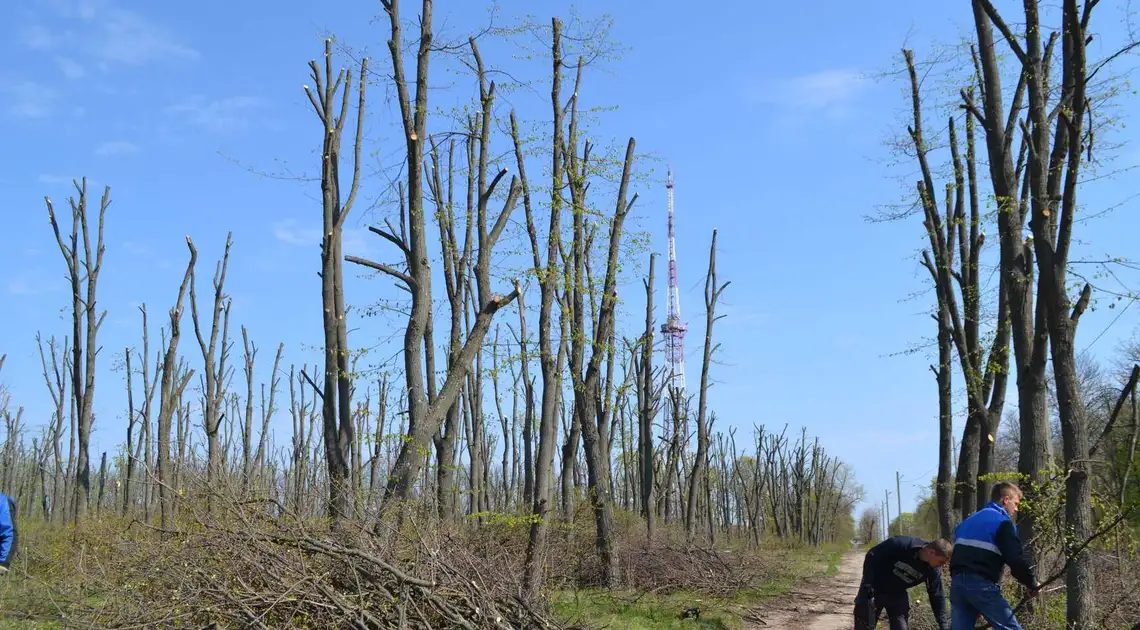 Активісти вимагають покарати КП «Єлізавета» за варварську обрізку дерев у парку (ФОТО) фото 1