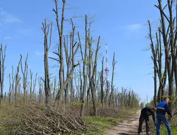 Активісти вимагають покарати КП «Єлізавета» за варварську обрізку дерев у парку (ФОТО) фото 1