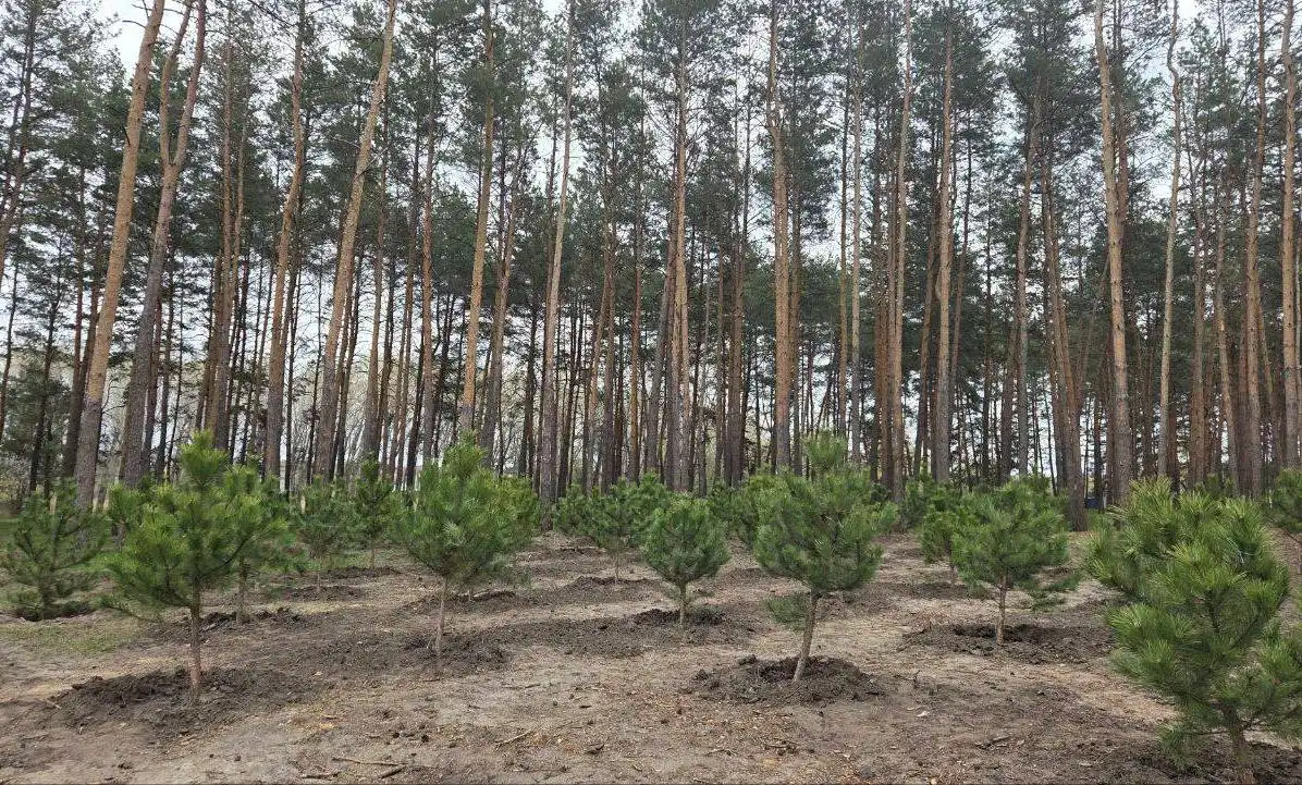Лісопарк "Сосновий" у Кропивницькому