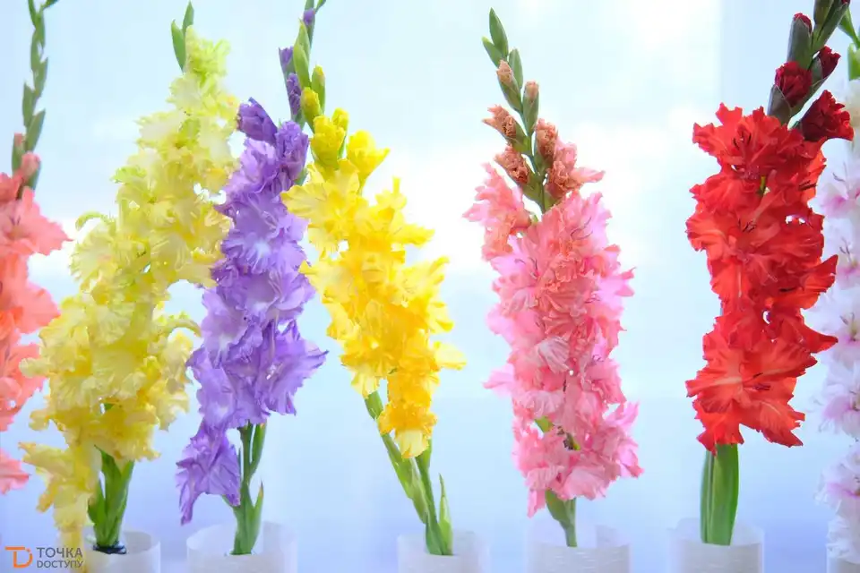 Близько 500 сортів: в Олександрії відкрили фестиваль гладіолусів (ФОТОРЕПОРТАЖ)