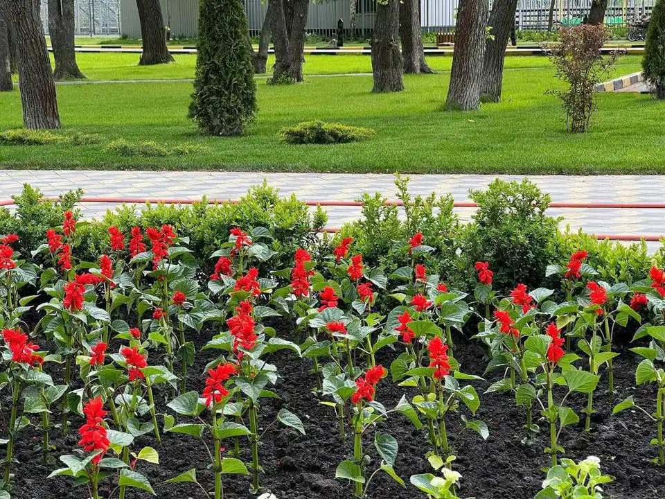 В Олександpії у паpку висадять 12 тисяч квітів (ФОТО)