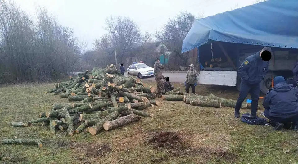 На Кіровоградщині "чорний лісоруб" з іншої області напиляв дерев майже на 3 мільйона (ФОТО)