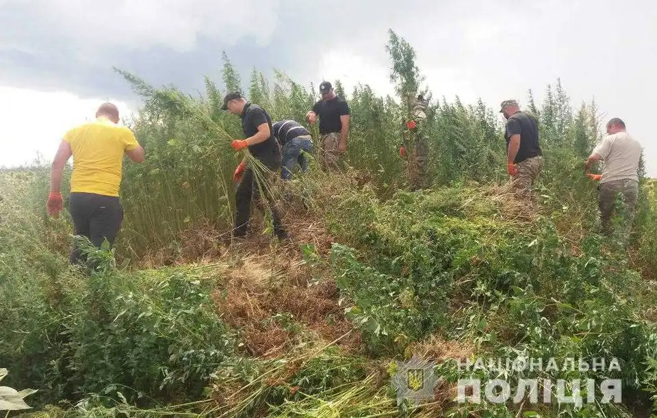 На Кіровоградщині виявили плантацію коноплі на понад 3 млн грн (ФОТО, ВІДЕО)