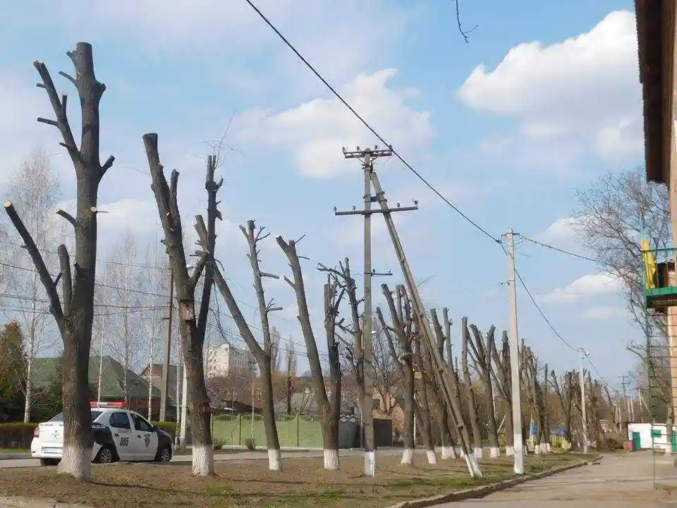 У Кропивницькому після огляду комісії спиляють 26 дерев (ПЕРЕЛІК)