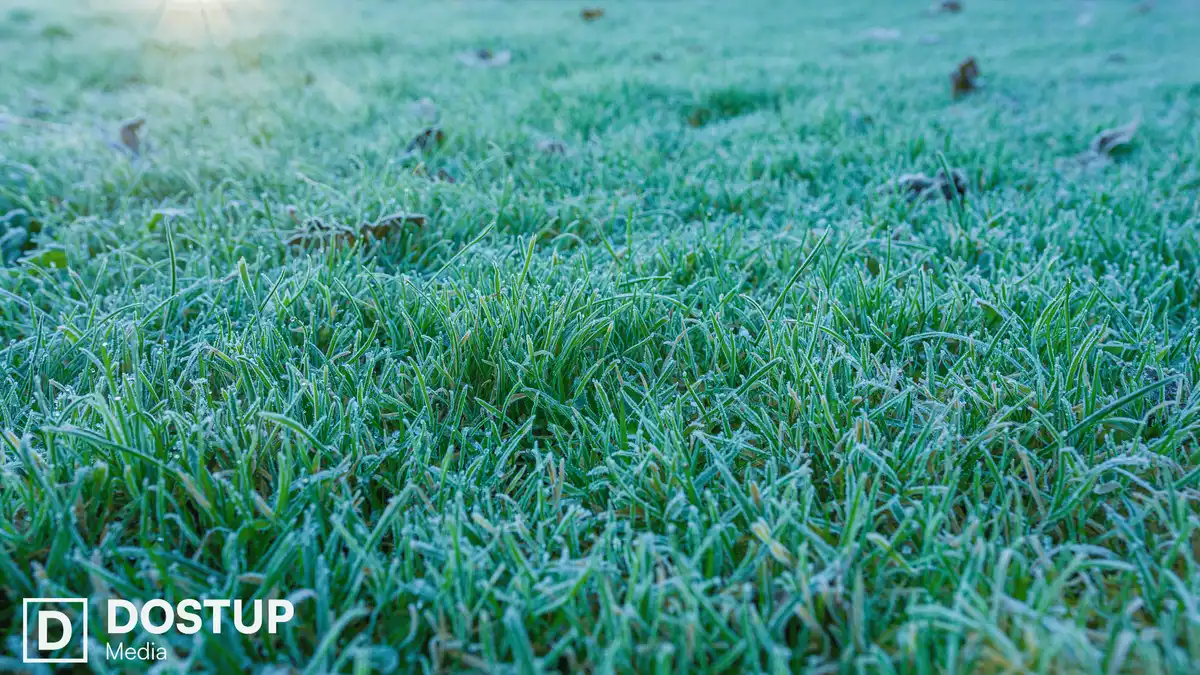 заморозки в Кіровоградській області