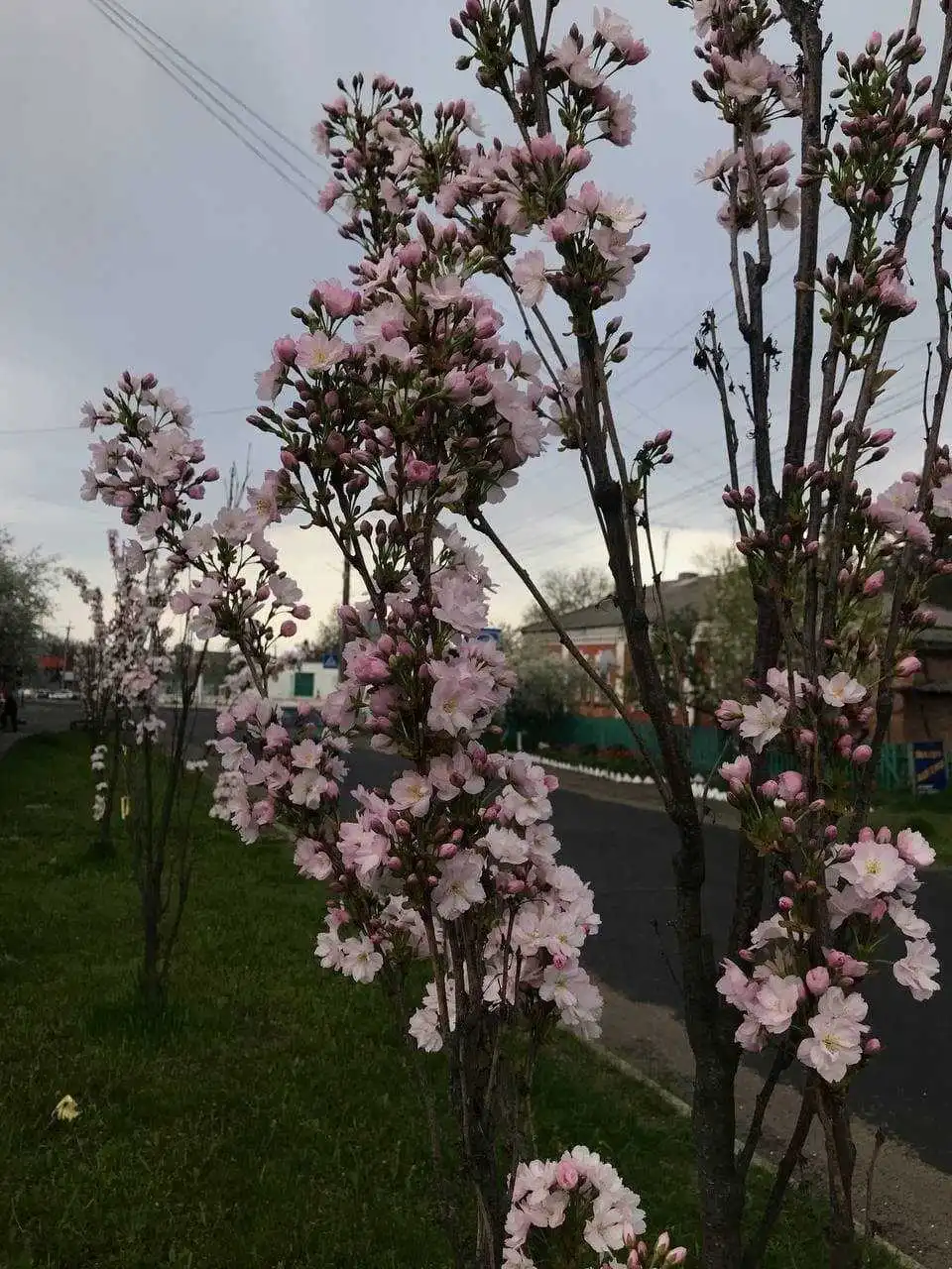 У місті на Кіровоградщині розквітла алея сакур (ФОТО)