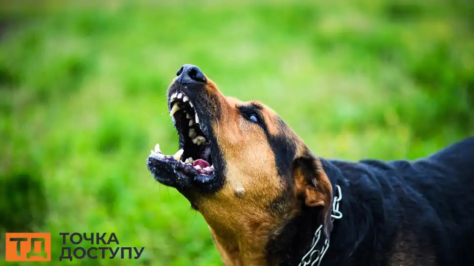 сказ у домашньої собаки на Кіровоградщині