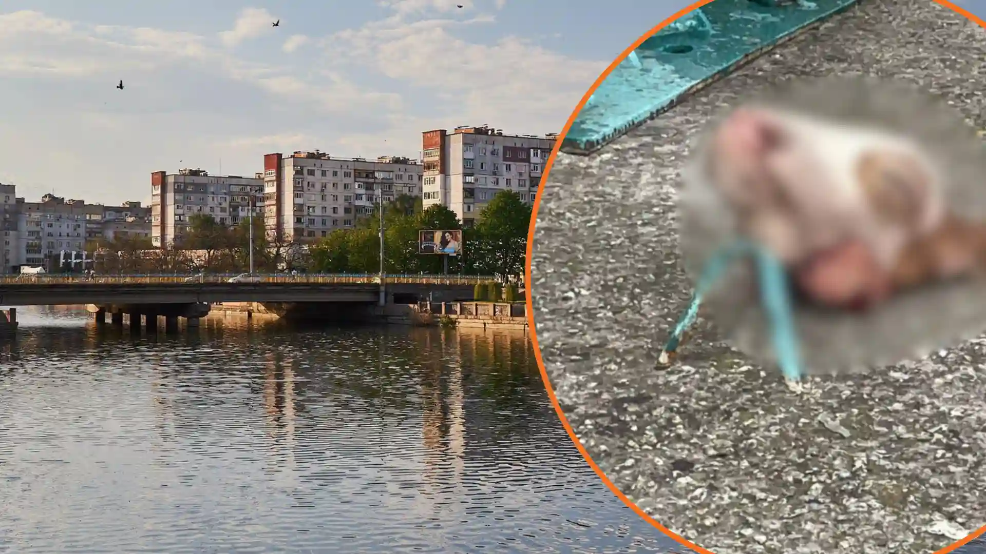 Голова корови лежить у центрі Кропивнциького