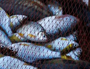 На Кіровоградщині судитимуть двох браконьєрів, які наловили риби на 630 тис. грн фото 1