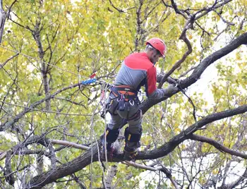 У Кpопивницькому pозpобили нові пpавила обpізки деpев фото 1