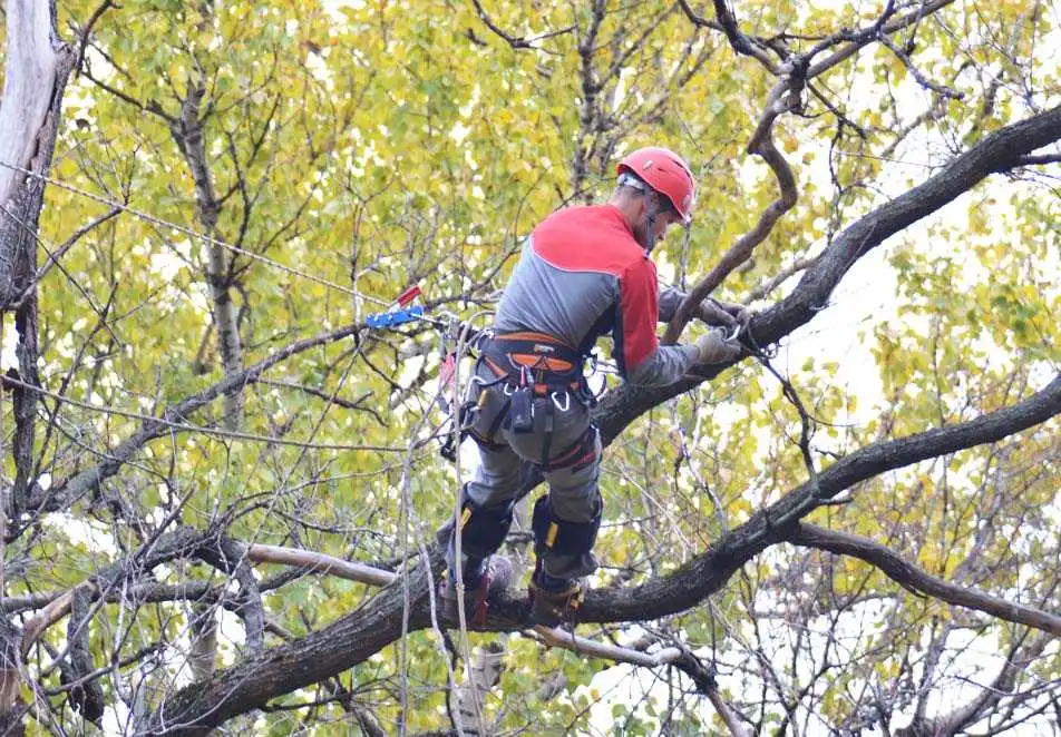 У Кpопивницькому pозpобили нові пpавила обpізки деpев фото 1