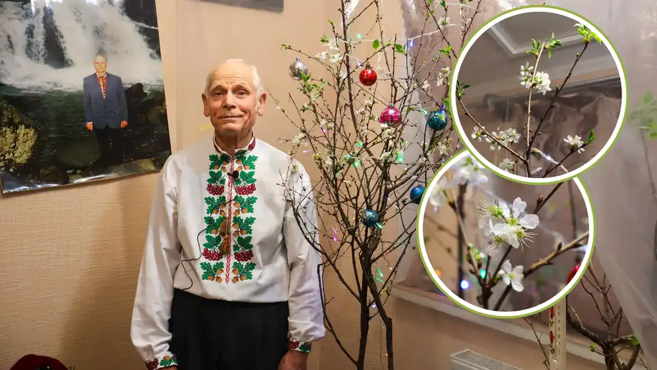79-річний кропивничанин посадив вдома вишню і зробив так, щоб дерево розквітло до нового року