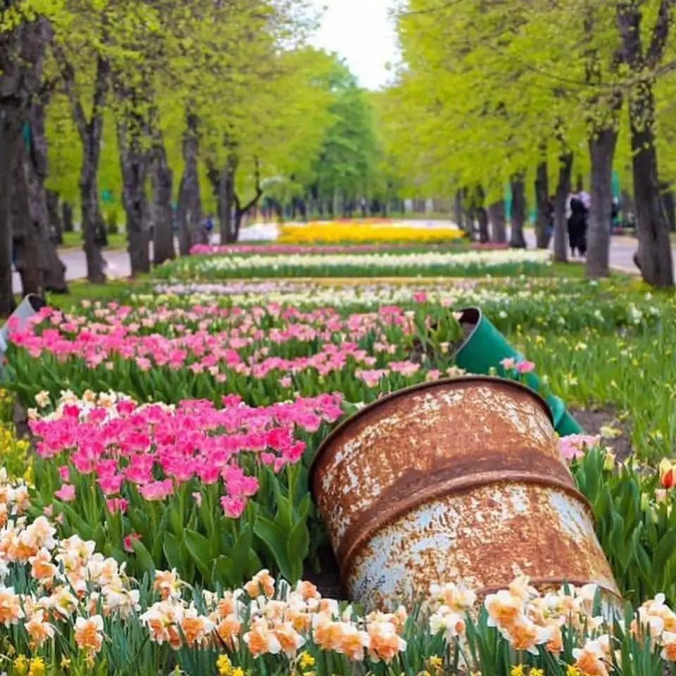 Понад 3 мільйони тюльпанів: у Дендропарку Кропивницького повідомили, коли відкриють сезон