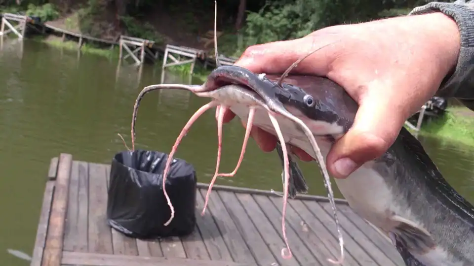 На Кіровоградщині вирощують дієтичних африканських сомів (ФОТО)