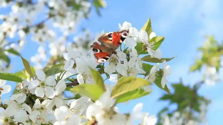 Синоптики повідомили, якою буде погода на вихідних на Кіровоградщині