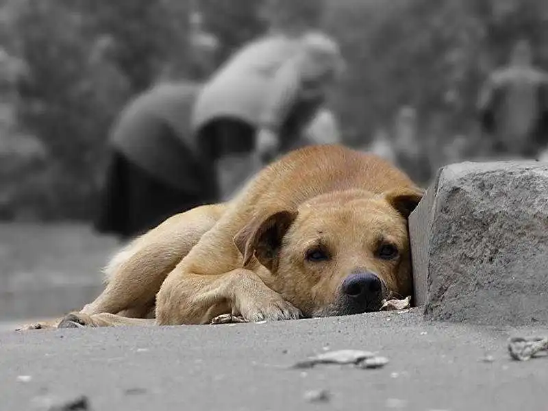 Будинок для безпритульних тварин у Кропивницькому платитиме одну гривню на рік фото 1
