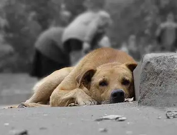 Будинок для безпритульних тварин у Кропивницькому платитиме одну гривню на рік фото 1