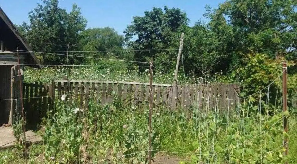 На Кіровоградщині в місцевої жительки виявили понад 1400 кущів маку фото 1