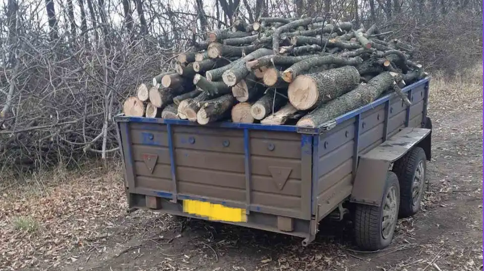 спиляли 200 дерев на Кіровоградщині