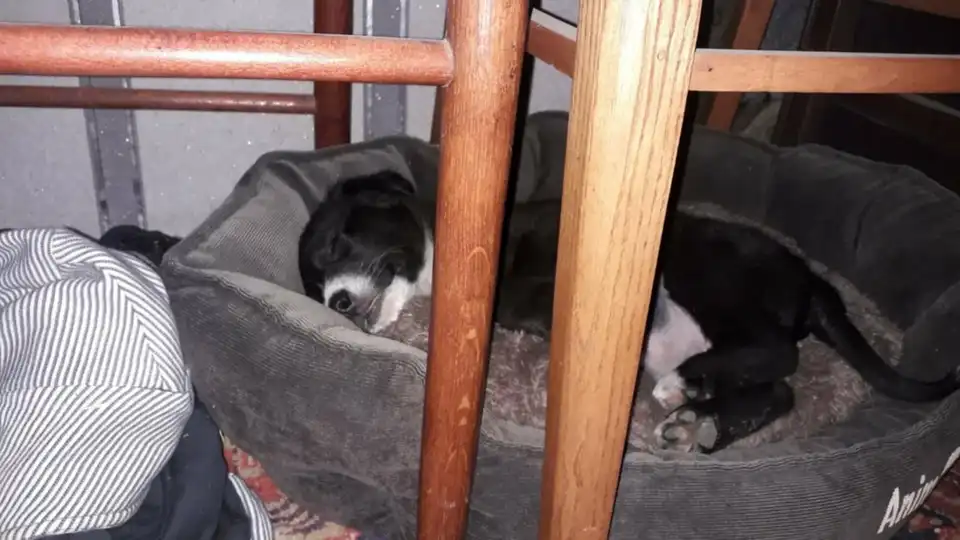 історії з тваринами на фронті