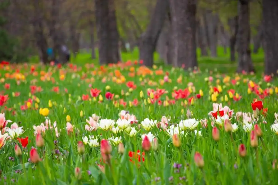 тюльпани